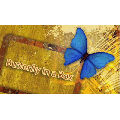 Butterfly In a Box by Mark Presley - Trick